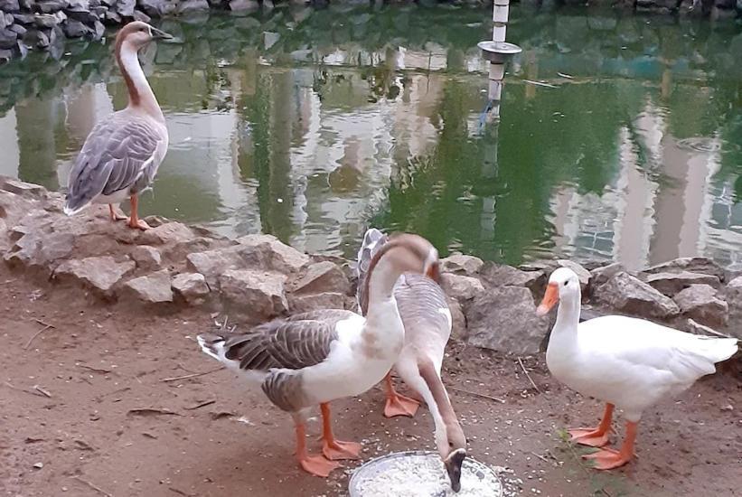 Wekare Sea Sight Service Apartments Puri Dış mekan fotoğraf